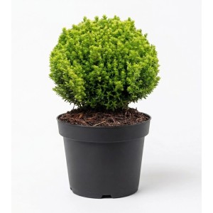 Grüne OBI Strauchveronika Green Globe im Topf, ca. 5-10 cm hoch. Hebe für Steingärten und Balkone.