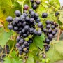 Weinrebe Blauer Muskateller mit reifen, blauen Trauben und grünen Blättern.
