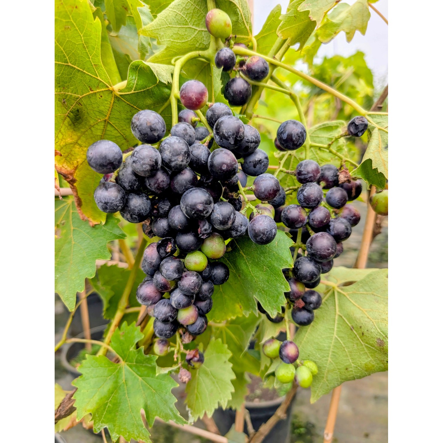 Weinrebe Blauer Muskateller, blau 60 - 80 cm Vitis vinifera