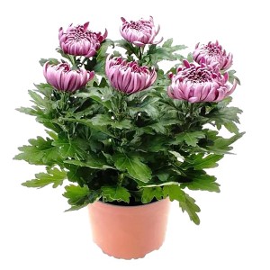 Deko-Chrysantheme im Topf, Farbauswahl, Topf-Ø ca. 17 cm, Chrysanthemum x morifolium.