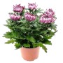 Deko-Chrysantheme im Topf, Farbauswahl, Topf-Ø ca. 17 cm, Chrysanthemum x morifolium.