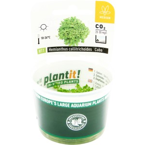 Dennerle Aquariumpflanze Hemianthus Callitrichoides Cuba In-Vitro im Topf.