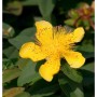 Nahaufnahme einer gelben Johanniskraut-Blüte (Hypericum calycinum) mit grünen Blättern.