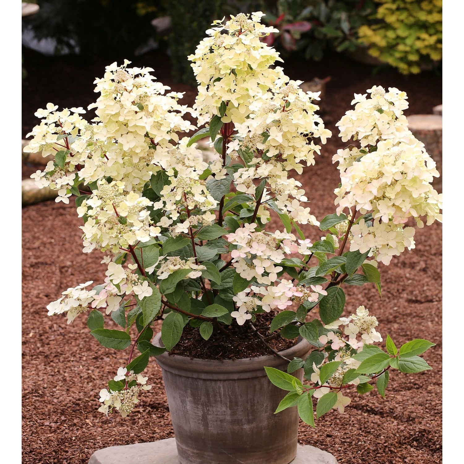 Rispenhortensie Wims Red 60-80cm - Hydrangea paniculata günstig online kaufen