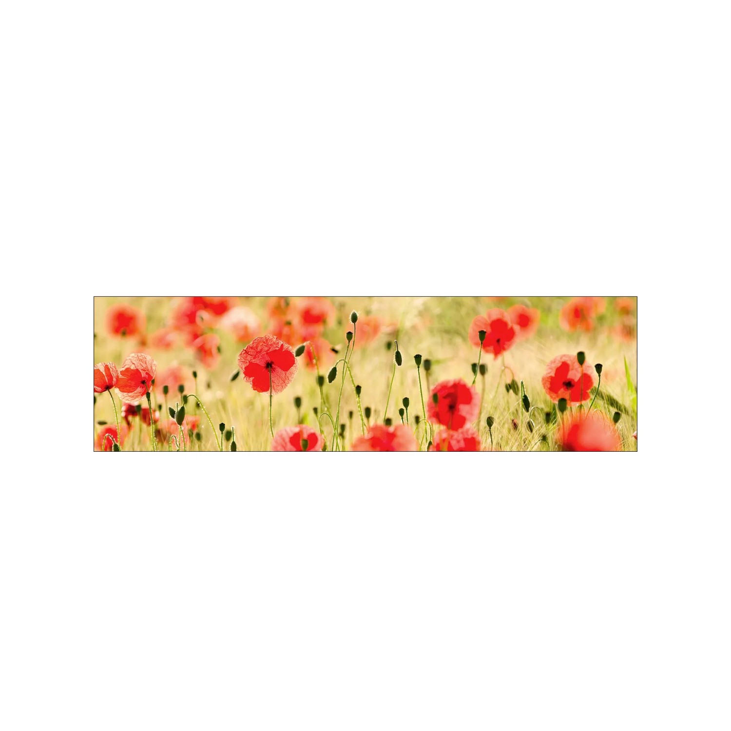 MySpotti Küchenrückwand Profix Cucina Mohnet 210 x 60 cm Mohnblüte