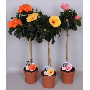 Chinesischer Roseneibisch (Hibiscus rosa-sinensis) als Hochstamm in verschiedenen Blütenfarben im Topf.