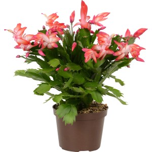 Weihnachtskaktus (Schlumbergera) mit roten Blüten im braunen Topf, ca. 11,5 cm Ø.