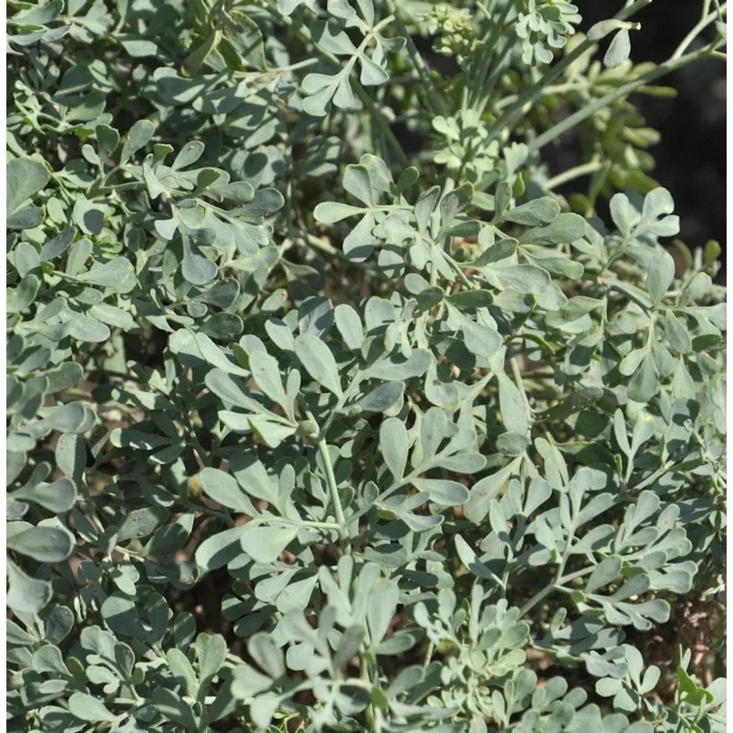 Weinraute Jackmans Blue - Ruta graveolens