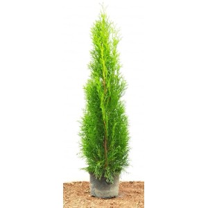 Smaragd Thuja (60-80cm) im Topf, grüne Heckenpflanze für Garten und Sichtschutz.