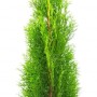 Smaragd Thuja (60-80cm) im Topf, grüne Heckenpflanze für Garten und Sichtschutz.