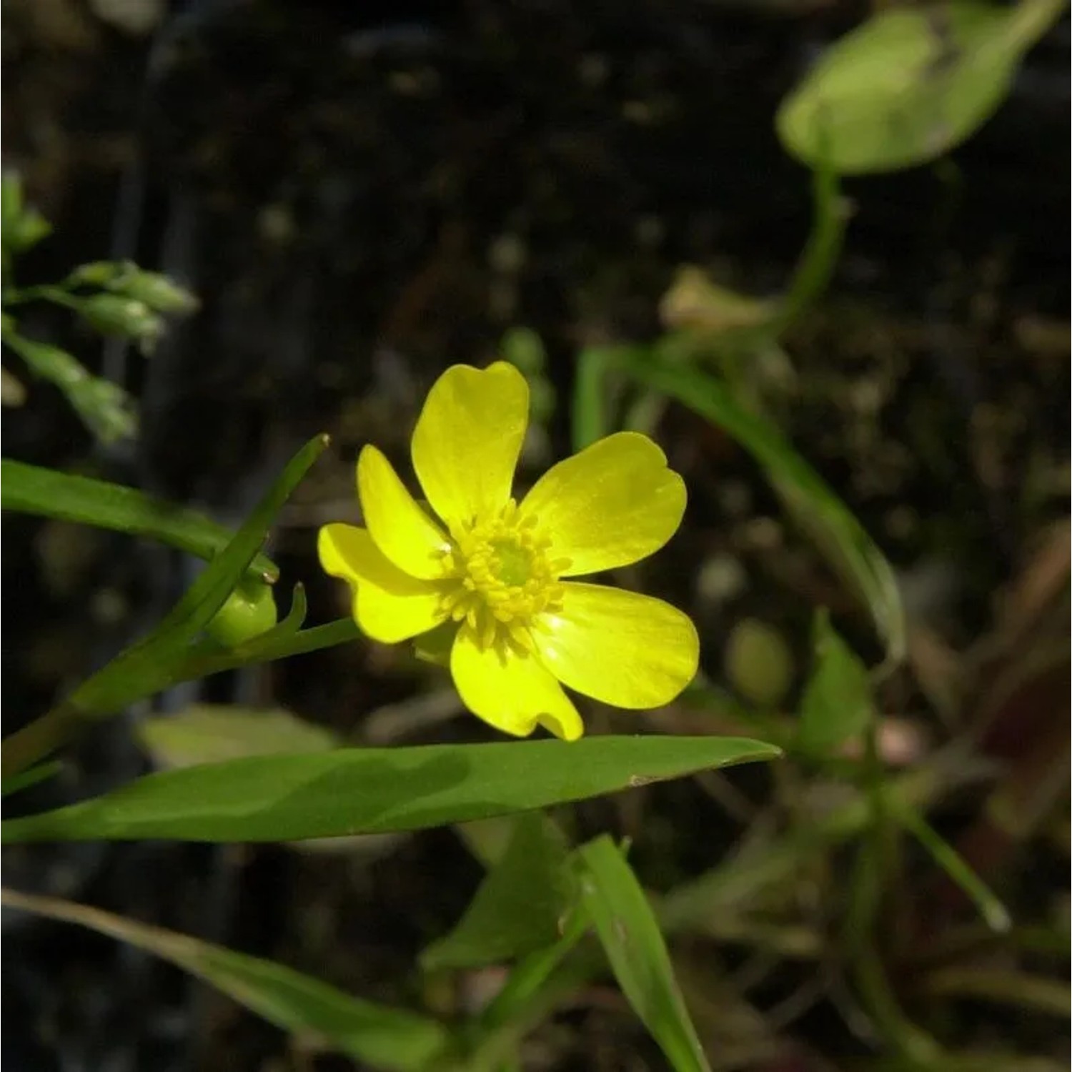 Brennender Hahnenfuß - Ranunculus flammula