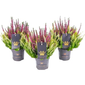 Knospenblüher-Heide Beauty Ladies Colour Crown im Topf, violett-grün, Calluna vulgaris