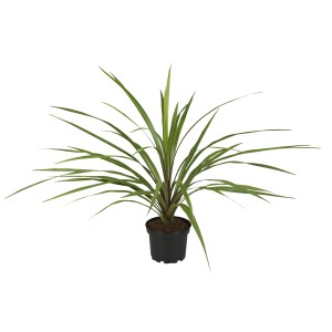 Keulenlilie (Cordyline indivisa) im Topf, ca. 80-100 cm hoch, grüne Blätter. Kübelpflanze für Balkon und Terrasse.