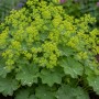 Detailaufnahme einer blühenden Alchemilla mollis (Frauenmantel) Staude im Themenset Landhaus & Bauerngarten.