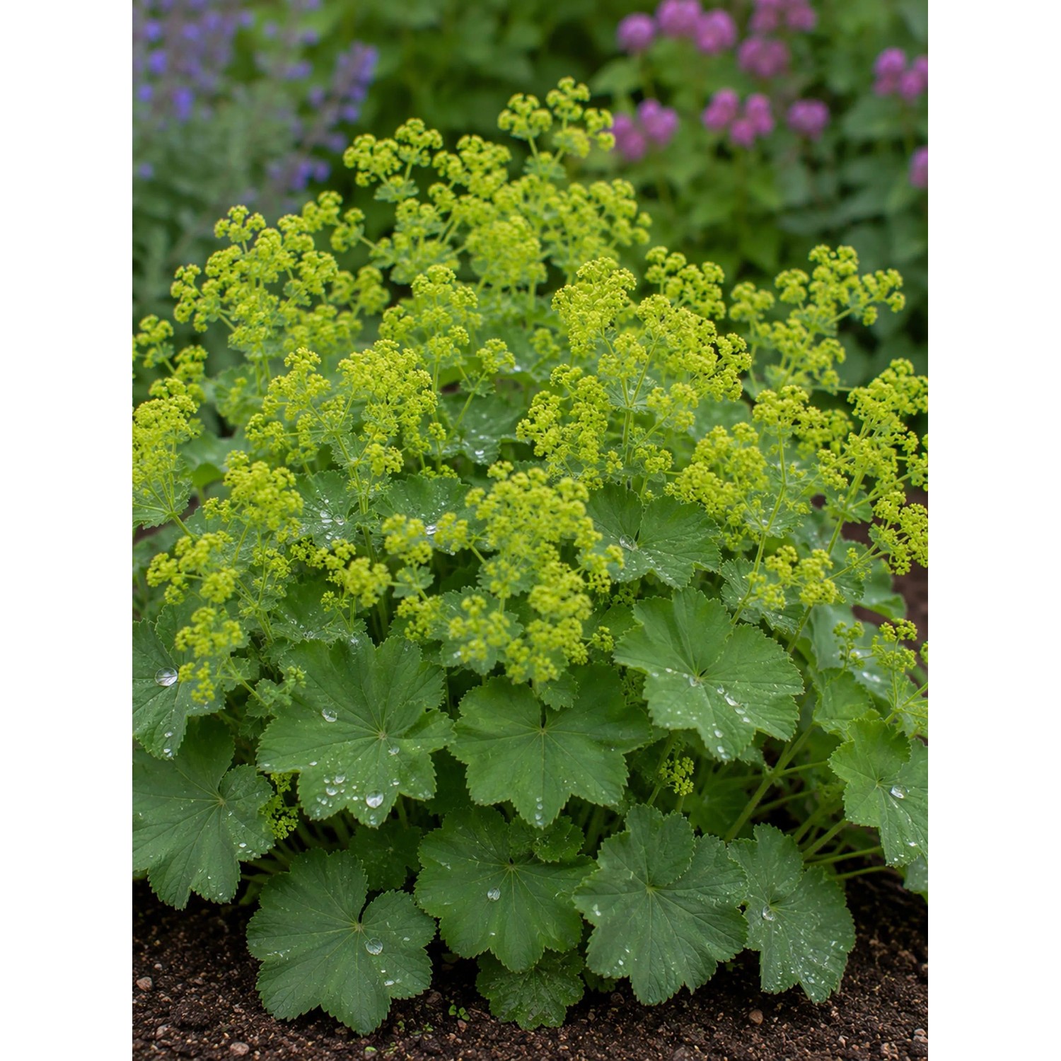 Detailaufnahme einer blühenden Alchemilla mollis (Frauenmantel) Staude im Themenset Landhaus & Bauerngarten.