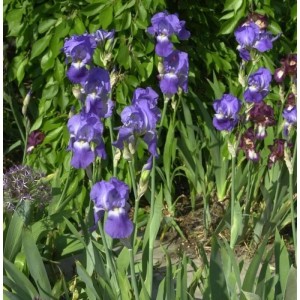 Schwertlilie Blue Rhythm - Iris barbata