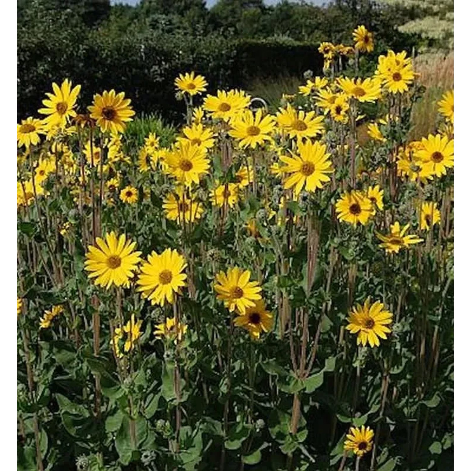 Weidenblättrige Sonnenblume Table Mountain - Helianthus salicifolius