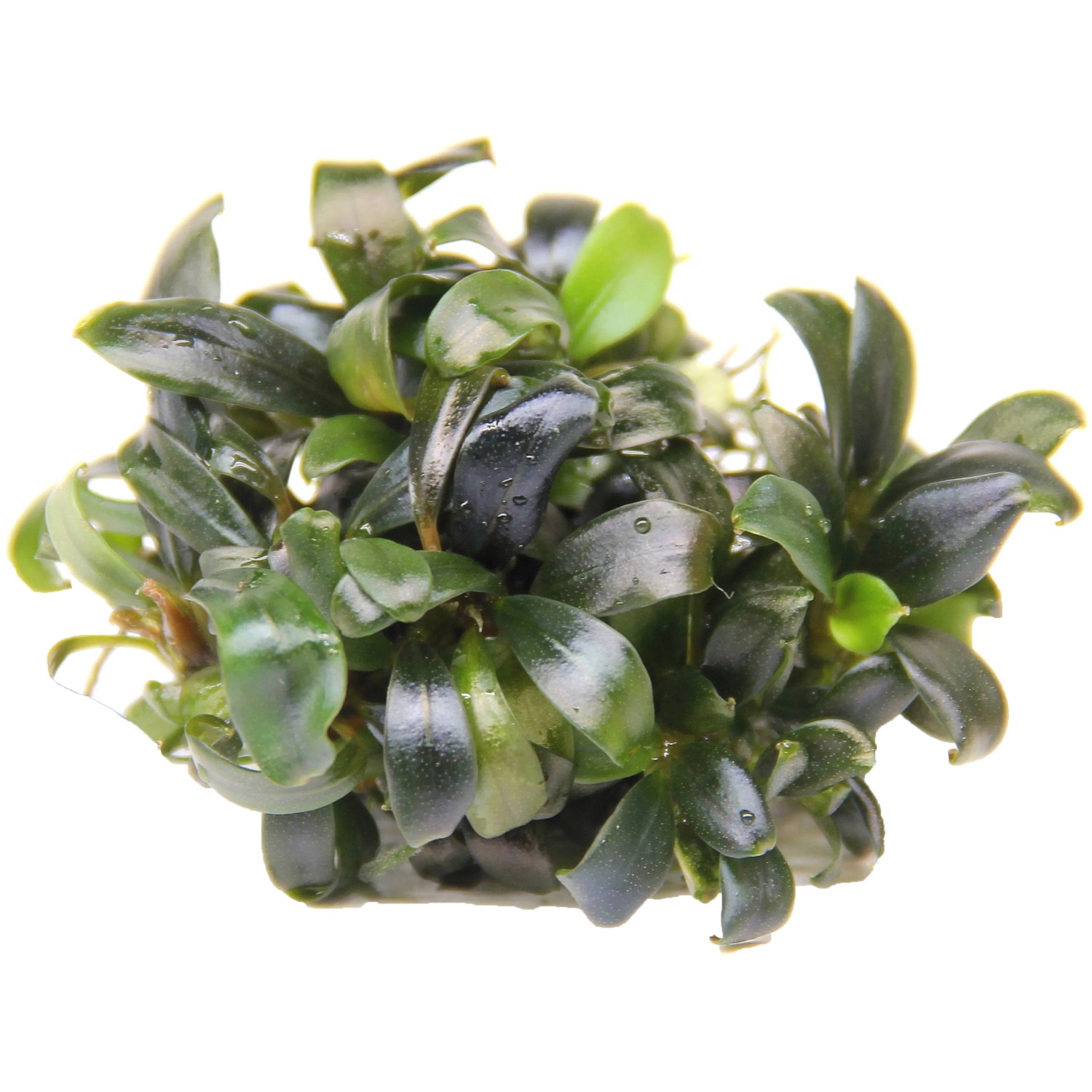 Dennerle Plants Aquariumpflanze Bucephalandra spec. Serimbu Brown In-Vitro