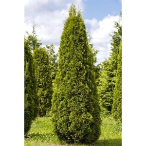 Smaragdgrüne Thuja 'Smaragd' Heckenpflanze, 120-140 cm hoch, im Garten.