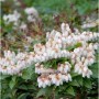 Blühende Lavendelheide (Pieris japonica) mit weißen, glockenförmigen Blüten im Garten.
