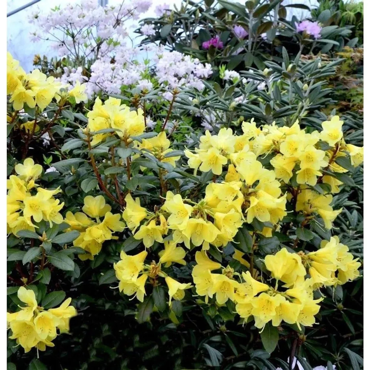 Glockenblütige Rhododendron Cormely 30-40cm - Rhododendron concatenans