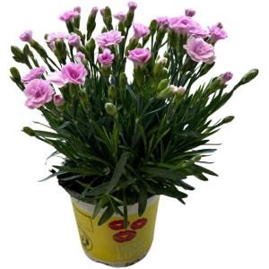Garten-Nelke "Lucky Lips" im Topf, rosa Blüten. Dekorative Blühpflanze für Beet und Balkon.