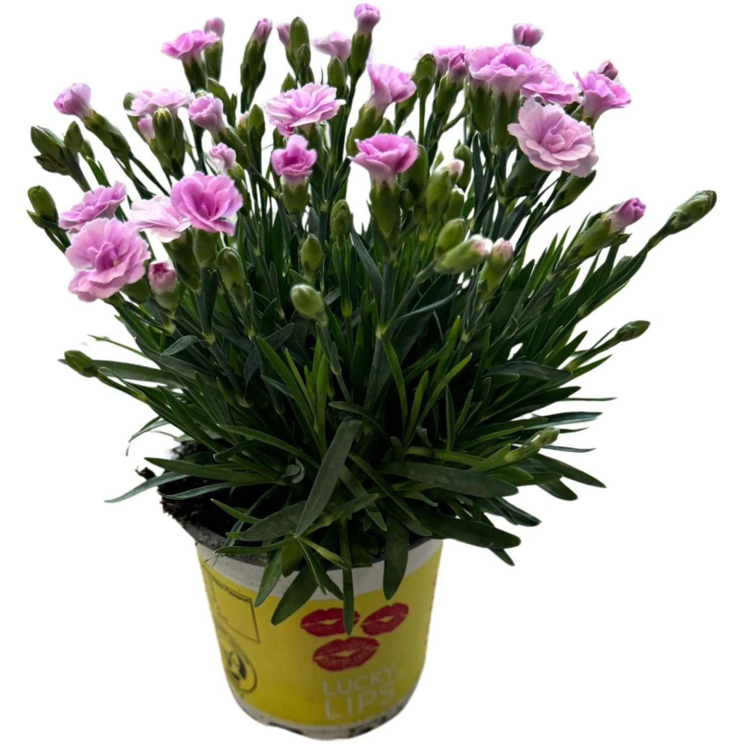 Garten-Nelke "Lucky Lips" Farbenauswahl Topf-Ø ca. 10,5 cm Dianthus hybrid