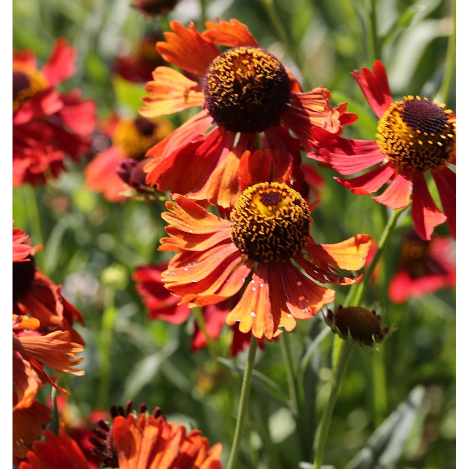 Sonnenbraut Ruby Tuesday - Helenium cultorum günstig online kaufen