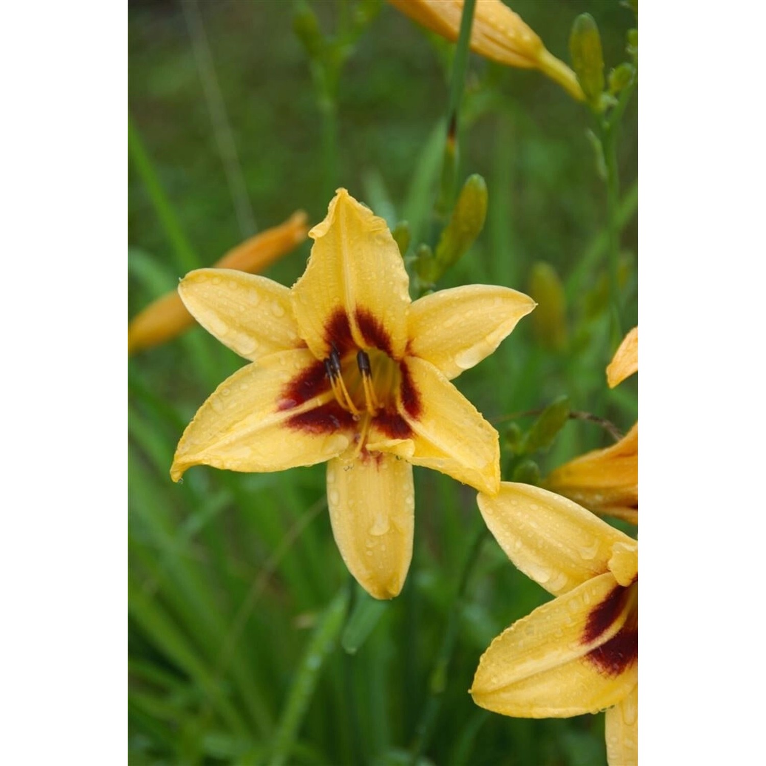 Hemerocallis X Cult. Bonanza Taglilie Ca. 11x11 cm Topf günstig online kaufen