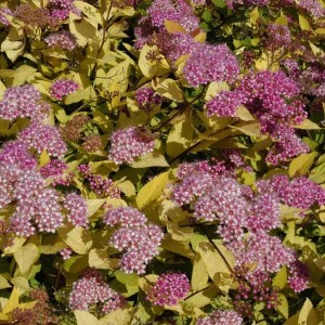 Sommerspiere 'Golden Princess' Spiraea japonica 25 bis 30 cm im Container Gelbes Laub