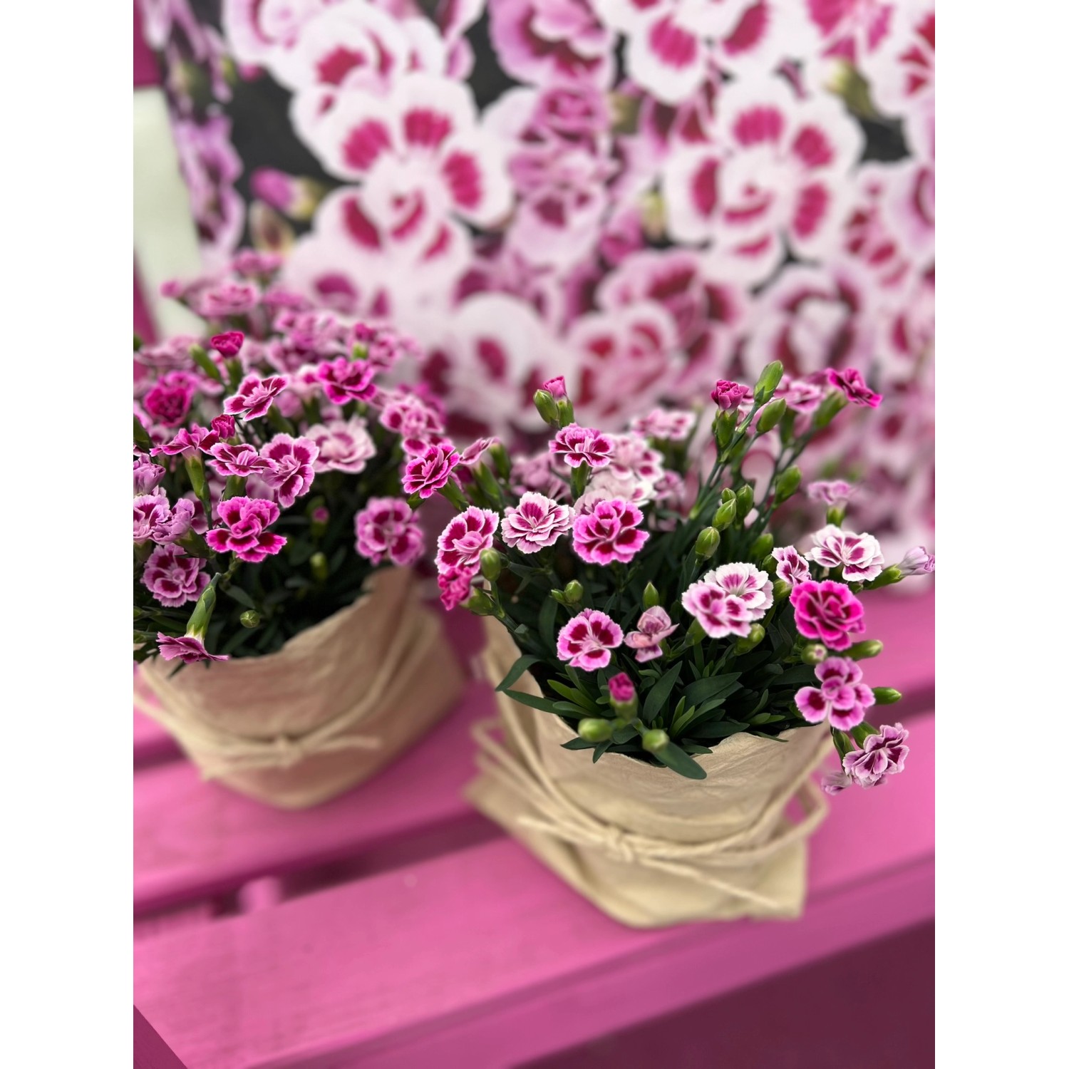 Stauden-Nelke Pink Kisses® Rosa-Violett Topf-Ø ca. 10,5 cm Dianthus günstig online kaufen