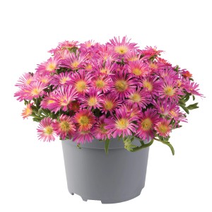 Mittagsblume Hot Spot im Topf, ca. 13 cm, mit pinkfarbenen Blüten.