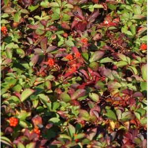 Teppich Hartriegel (Cornus canadensis) mit roten Beeren und grünen Blättern.