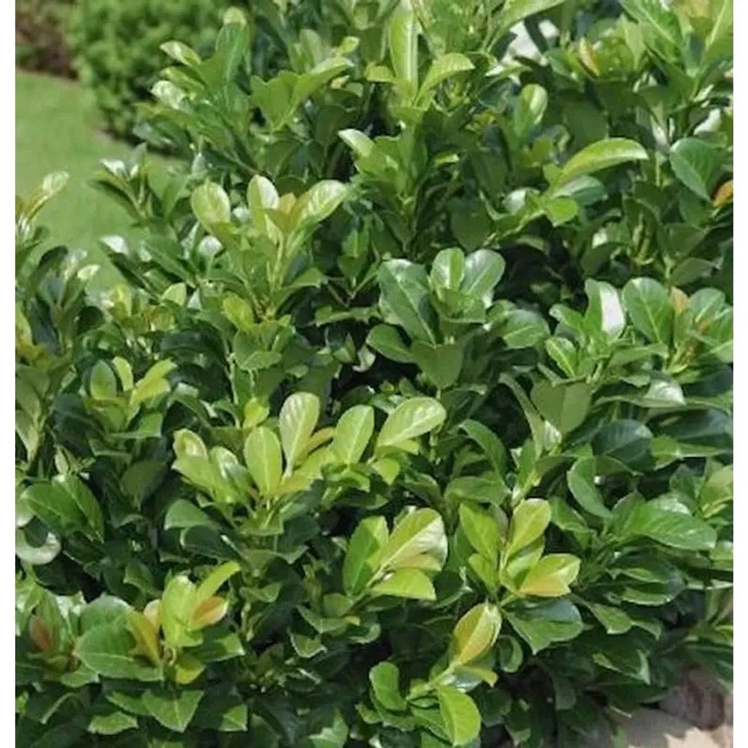 Lorbeerkirsche Kleopatra 40-60cm - Prunus,aurocerasus