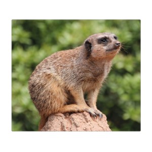 Banjado Glas Herdabdeckplatte mit Erdmännchen Motiv, 60x52cm, auch als Schneidebrett nutzbar.