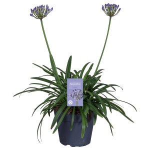 Schmucklilie 'Summer Love Blau' im Topf, ca. 40cm hoch. Agapanthus mit blauen Blüten.