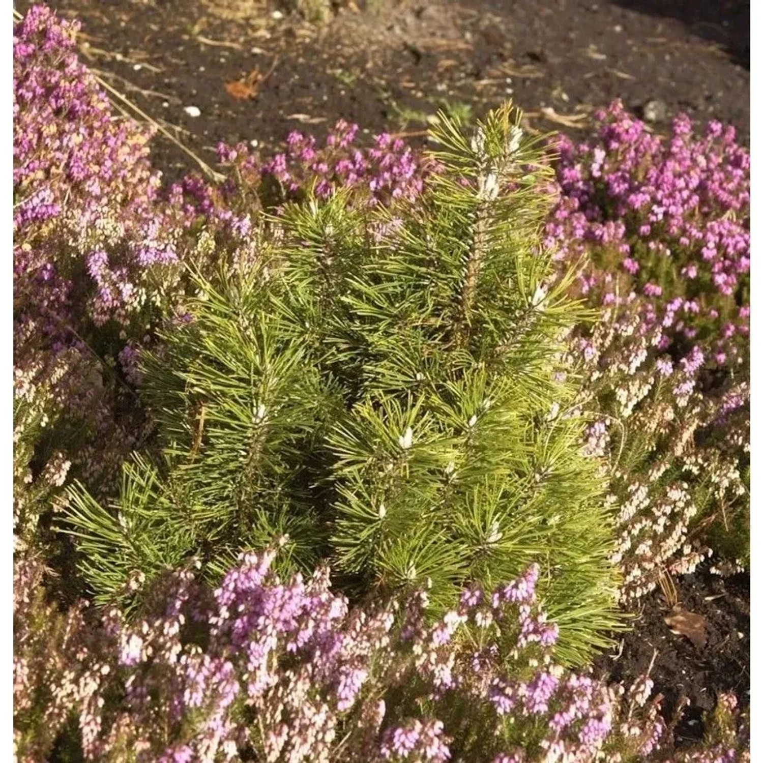 Bergkiefer Alpenzwerg 30-40cm - Pinus mugo