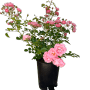 Baumfink Bodendeckerrose Sommerwind im Topf mit zartrosa Blüten.