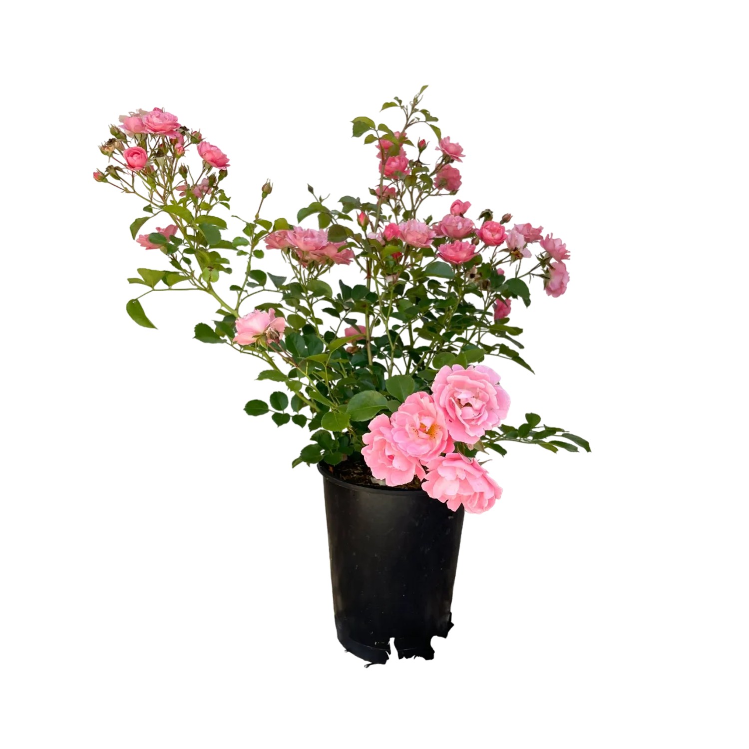 Baumfink Bodendeckerrose Sommerwind im Topf mit zartrosa Blüten.