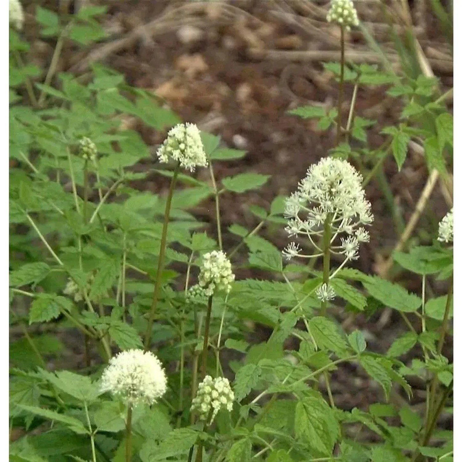 Christophskraut Alba - Actaea pachypoda