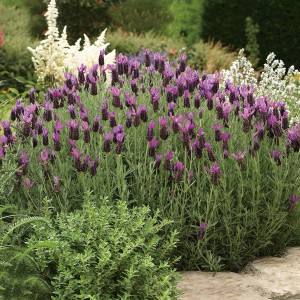 Blühender OBI Lavendel Anouk (Lavandula stoechas) im Garten, Topf ca. 17 cm.