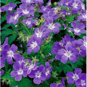 Nahaufnahme des violett-blauen Wald-Storchschnabels (Geranium Sylvaticum) im 9x9 cm Topf.