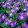 Nahaufnahme des violett-blauen Wald-Storchschnabels (Geranium Sylvaticum) im 9x9 cm Topf.