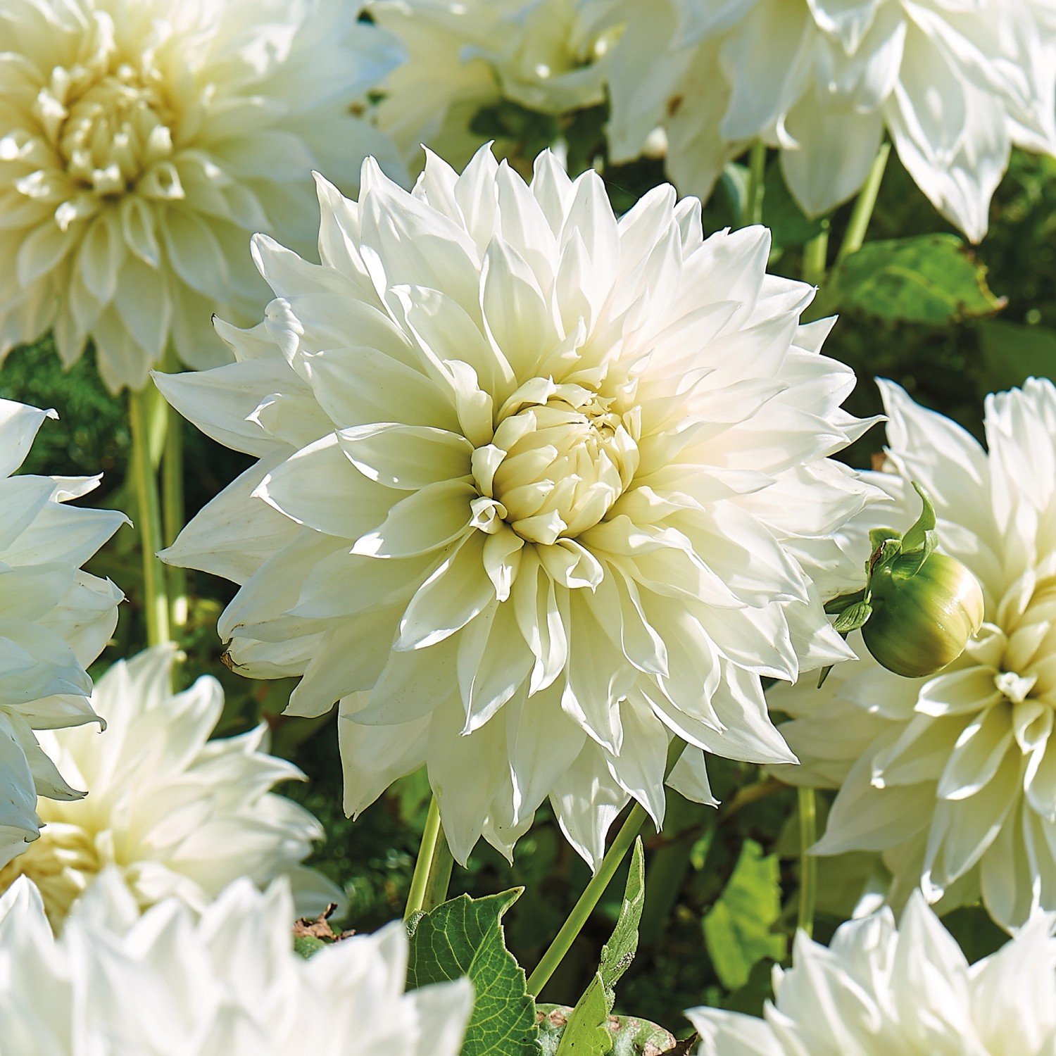 Dahlien decorativ Avalanche 1 Stück