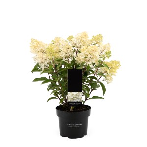 Rispenhortensie Living Creations im Topf mit weißen Blütenrispen.