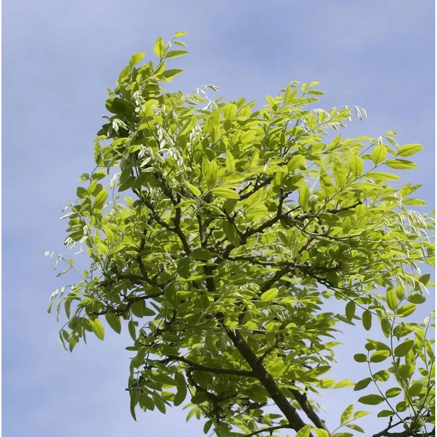 Schnurbaum Regent 100-125cm - Styphnolobium japonicum