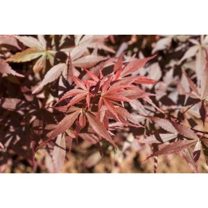 Nahaufnahme des roten Laubs vom Acer Palmatum Skeeters Broom Japanischen Ahorn.
