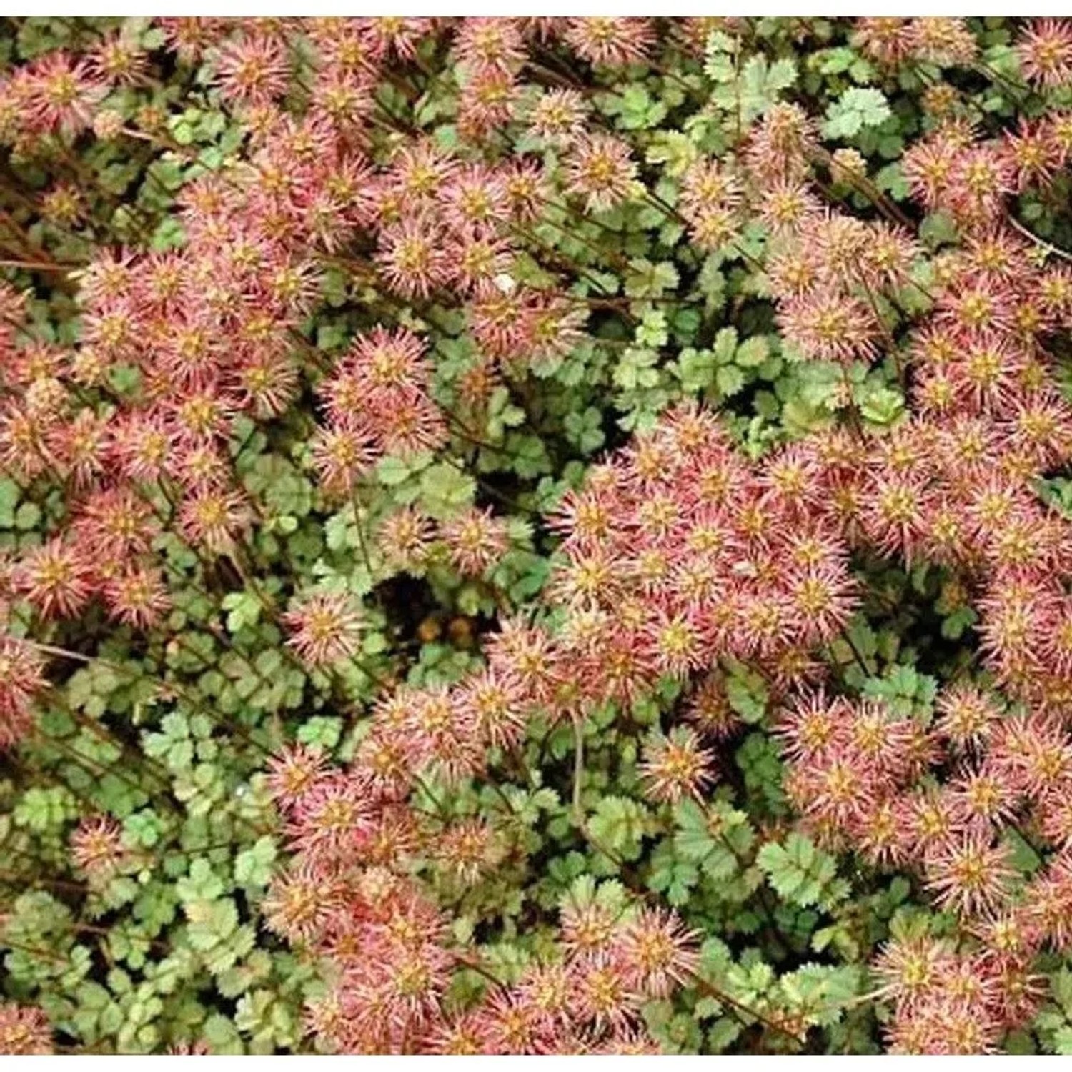 Stachelnüßchen - Acaena microphylla