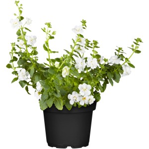 Weiße OBI Schneeflockenblume (Bacopa Satura) im Topf, ideal für Hängekörbe und Balkonkästen.