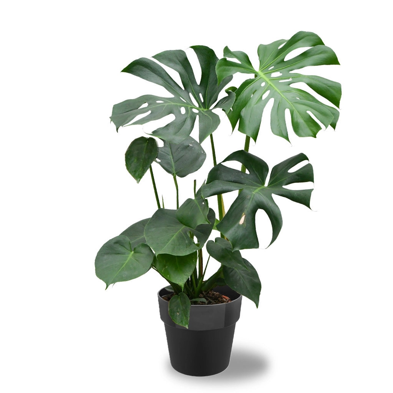 Green Me Up Zimmerpflanze Große Monstera Höhe 70-80cm mit Übertopf